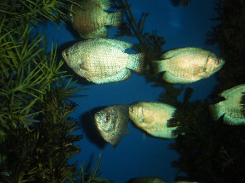 Tropical Fish Haven | Fishers left with no land, no fish, in fire sale ...